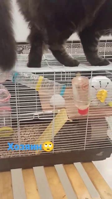 Master🙄🐁🐈⬛#хомяк#хомки#клетка#кот#животные#топ#рек#тт#врек#втоп#шортс#shorts#hamster#cat#tt#top#Ti смотреть онлайн