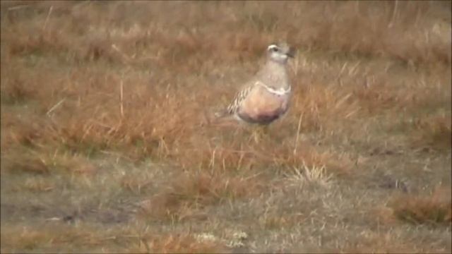 Eurasian Dotterel Charadrius morinellus смотреть онлайн