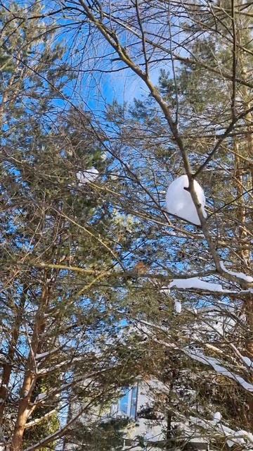 Доброе Утро!🩵Уже птички поют!☀️#зима #утро #позитив #природа #деревня #красиво смотреть онлайн