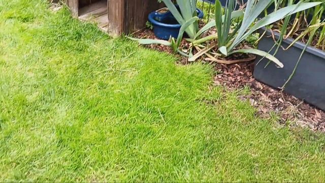 Обзор цветущих эпифиллумов.Мой розовый садик и черепашки.Зимовка лесных кактусов.