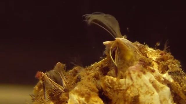 Balanus crenatus смотреть онлайн