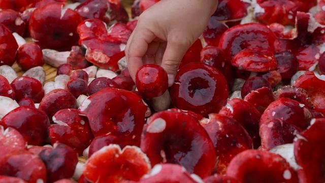 红伞伞白杆杆，吃到嘴里鲜爽爽【滇西小哥】