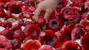 红伞伞白杆杆，吃到嘴里鲜爽爽【滇西小哥】