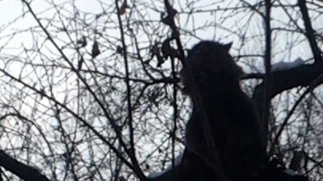 Кошки - соседки ...