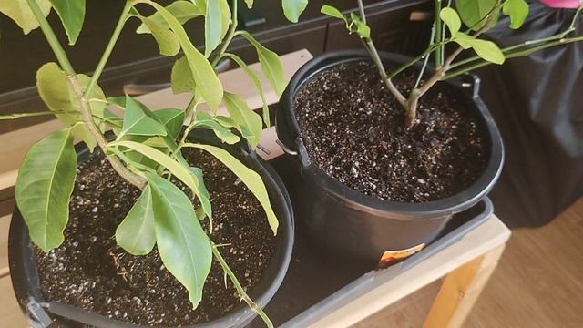 Голубика обзор саженцев смотреть онлайн