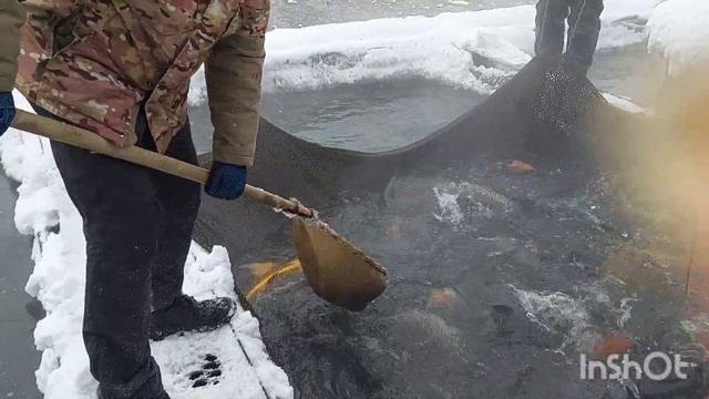 #мояколлекция #живая Рыба| Посетила рыбное хозяйство | Экскурсия ☆☆☆ смотреть онлайн