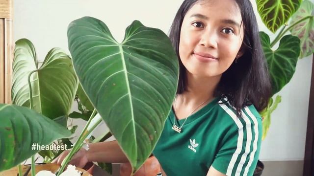 Philodendron 'Glorious' [Philodendron Melanochrysum X Gloriosum] INDONESIA