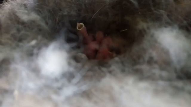 Мама, роди меня обратно!