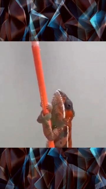 Chameleon is a master of camouflage (232). смотреть онлайн