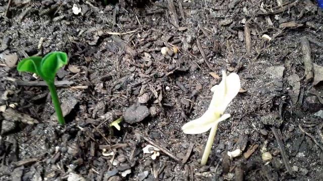 my special little Moon baby super rare albino citrus смотреть онлайн