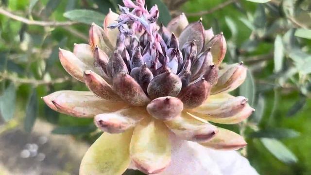 Echeveria ‘Gem Stone’ смотреть онлайн