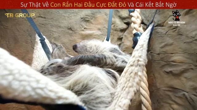 Những Hiện Tượng Khó Lý Giải Cực Đáng Sợ Của Các Loài Đáng Vật P40 || Review Giải Trí Đời Sống смотреть онлайн