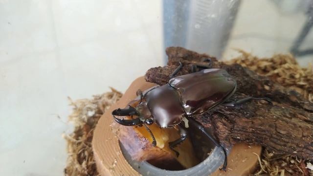 Feeding Phalacrognathus Muelleri (Dark Colour) смотреть онлайн
