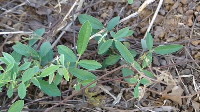 Indigenous Herbal Medicines (for SCD): Pankaj Oudhia's Medicinal Plant Database-9873 смотреть онлайн