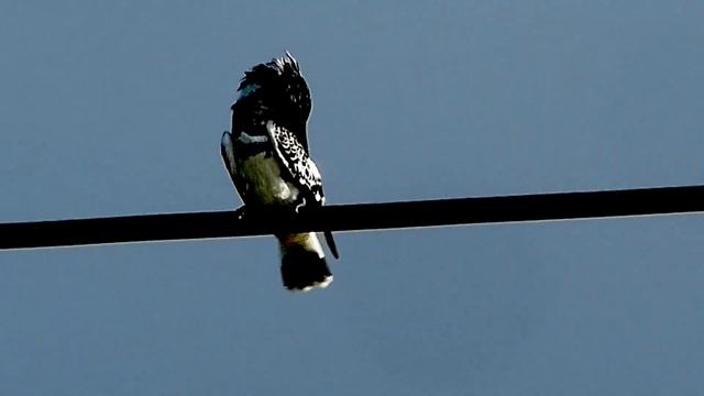 Birds seen in Sri Lanka: Ibis, Egret, Kingfisher, Lapwing, Heron смотреть онлайн