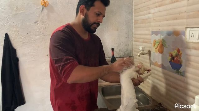 How Do You Apply Lime Sulphur To A Cat? | Fungal Infection | Ringworm | Lime Sulphur Bath