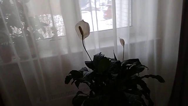 Мир растений и животных.Ирина Кизим смотреть онлайн