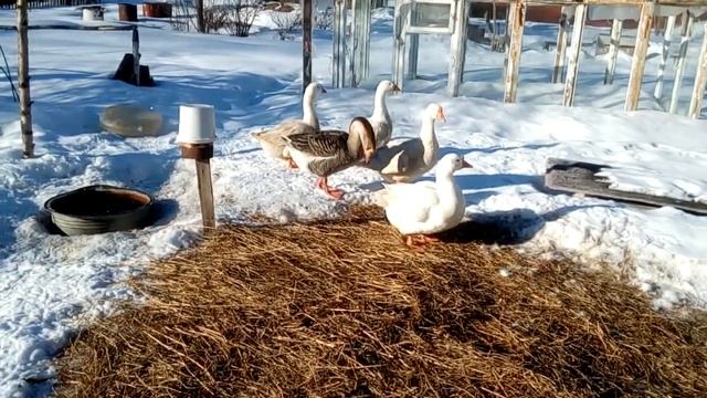Гуси на прогулке , 28/03/18 смотреть онлайн