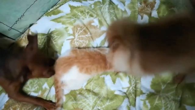 Щекоти кота смотреть онлайн