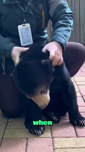 The Healed Bear #love ##animallover #cute