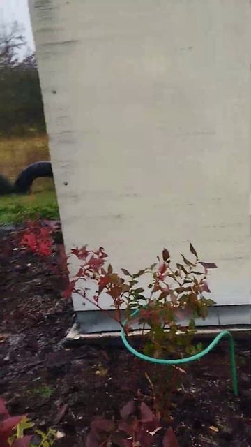 Осенняя голубика смотреть онлайн