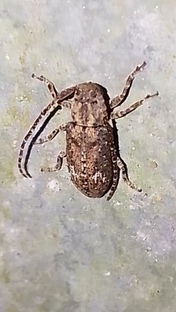 Beautiful Insect In The World #shorts