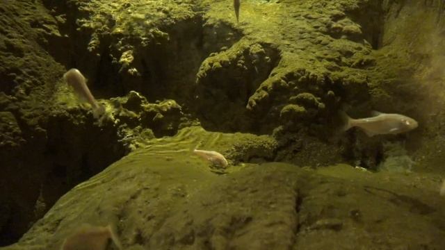 Blind Cave Fish смотреть онлайн