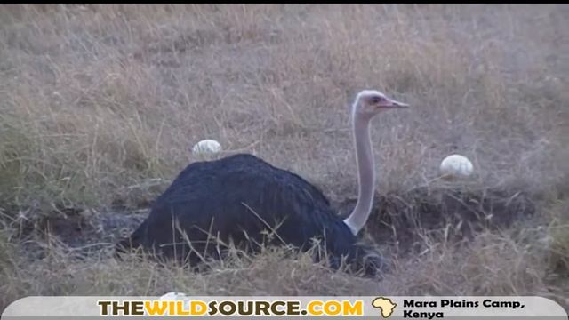 Ostrich Eggs Everywhere