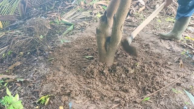 How To Make Organic Fertilizer For Mango Trees | Best Organic Fertilizer