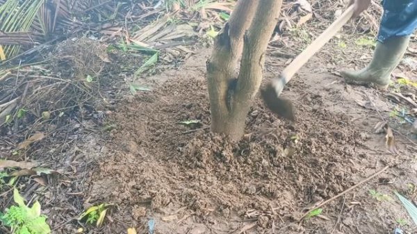 How to Make Organic Fertilizer for Mango Trees | Best Organic Fertilizer