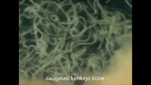 Biofriends nematodai смотреть онлайн