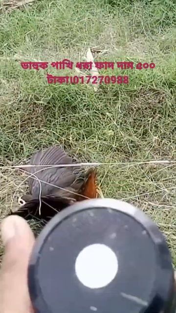 waterhen bird trap handing.ruak ruak bird trap.dahuk pakhi dhora fad смотреть онлайн