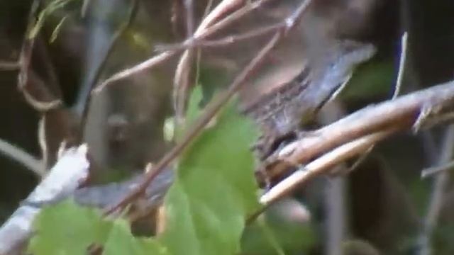 Florida Lizard - Brown Anole смотреть онлайн