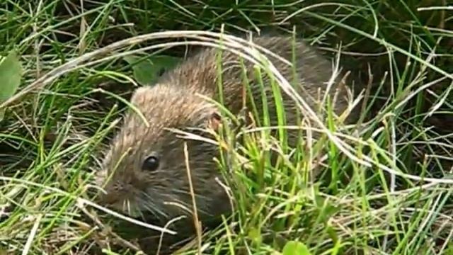 Nornica. (Myodes glareolus) смотреть онлайн