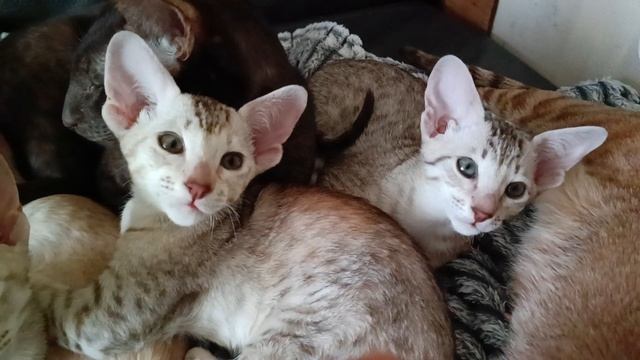 Котята 15.12.2024 смотреть онлайн