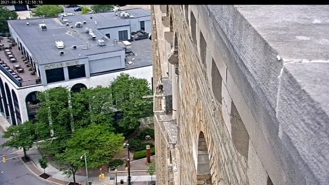 June 18 2021 Freya Fledges 1PM смотреть онлайн