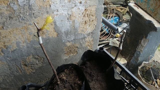 Закалка молодых побегов, фитолампы,опыт.