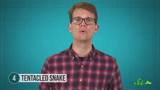 6 Sneaky Snakes That Might Freak You Out смотреть онлайн