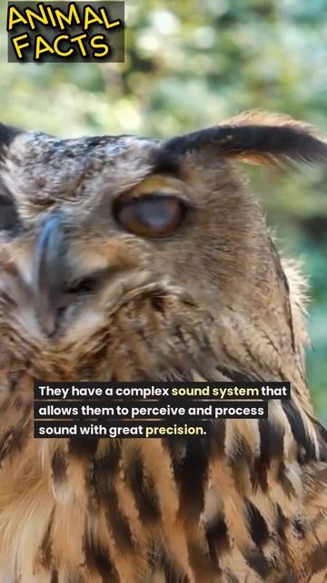 Amazing Facts: Interesting Facts About Owls #animals #shorts #short #owl смотреть онлайн