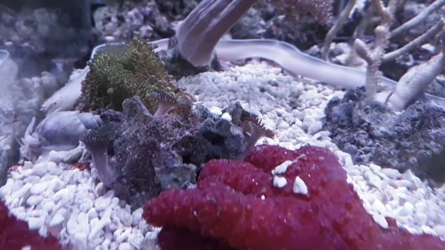 https://www.aqua-polis.pl Aqua Polis #118 Pseudechidna brummeri
Murena wstążkowa biała смотреть онлайн