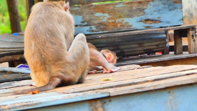 Not small funny...Baby monkey ROBERT tells monkey BECA please stop now and share some food. смотреть онлайн