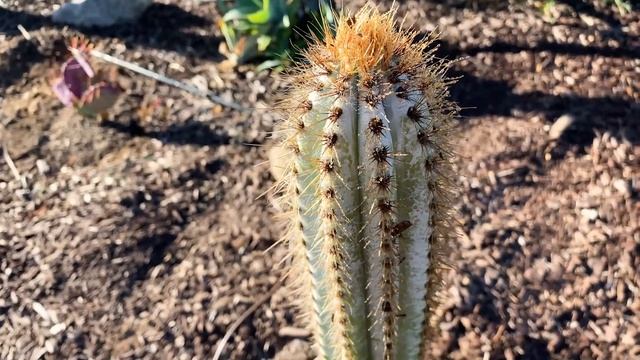 Pilosocereus Azureus ( BLUE TORCH CACTUS ) STUNNING Blue Cactus That Gets BLUER with AGE. смотреть онлайн