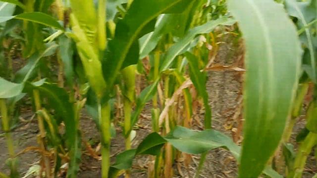 Но-тілл тур на полях Володимира Мокляка: ДКС 4014, довгостроковий но-тілл проти оранки, 2 частина смотреть онлайн