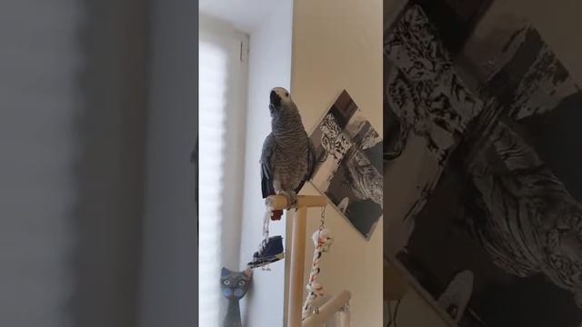 Прикольный Жако поет песни смотреть онлайн