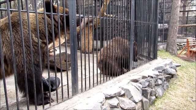 Бурые мишки сегодня тоже скучают 28.04.18 смотреть онлайн