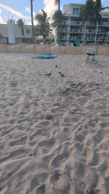 Feral Pigeons enjoy the sun on the beach смотреть онлайн