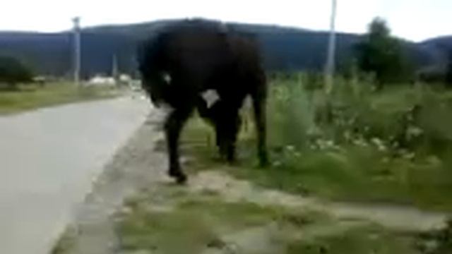 лошади на прогулке! смотреть онлайн