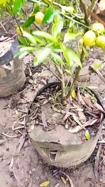 Lemon China Lemon Sadabahar#hybrid #plant #vairalvideo #foryou