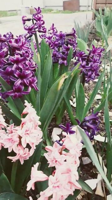 #гиацинт #тюльпаны