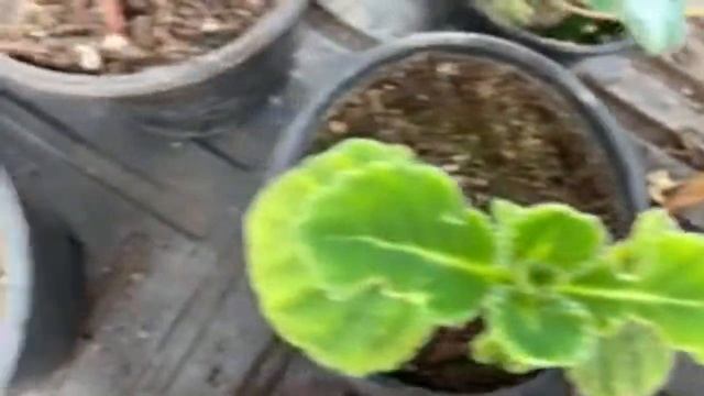 Общение с теплицы и конечно немного покажу обзор моей теплицы😊👋🌹 смотреть онлайн